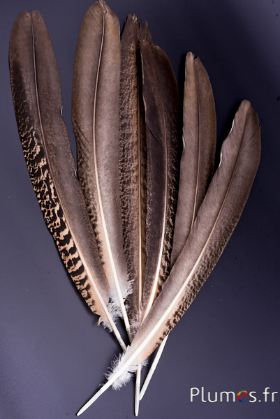 Paon violet - 45-52 cm - naturel